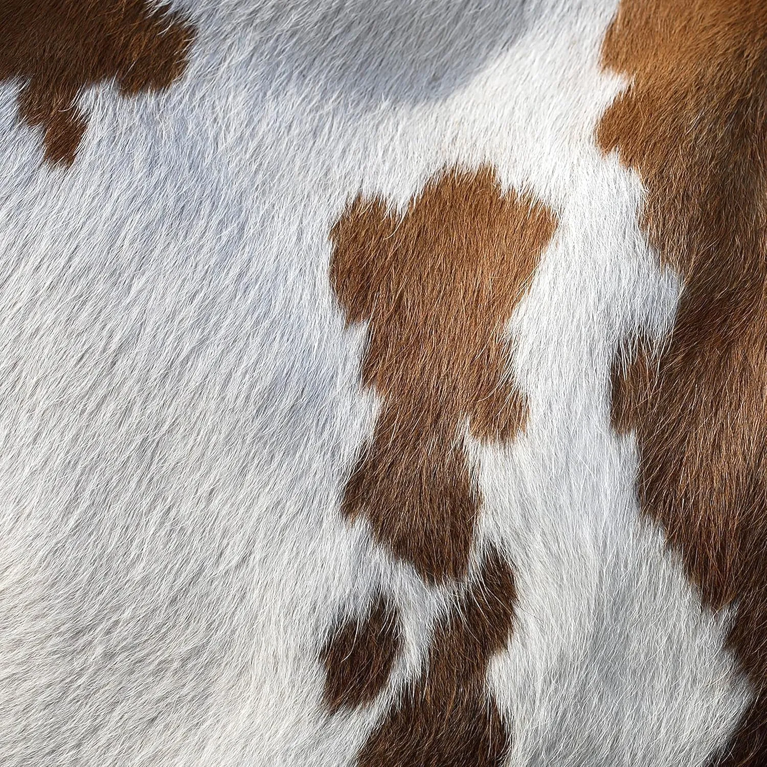 URBAN BUCK Brown & White Cowhide Area Rug Natural Premium Quality Cow Skin Hair On Leather Rug for Bedroom Décor 6ft x 7ft (72Inch x 84Inch, 182.88CM x 213.36CM)